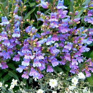 ԕc H N h  yXe wu[u[ 1 3`3.5y10{`͂ Hcs\zPenstemon Heavenly Blue CObVK[f  A A K[fjO Ԓd c