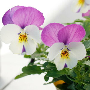 ԕc t ~ rI FP yVAsN 3.5 2Zbgy͂zrI c ԕc ~ Pansy yVsN N CObVK[f  K[fjO 񂹐A A A Ԓd 