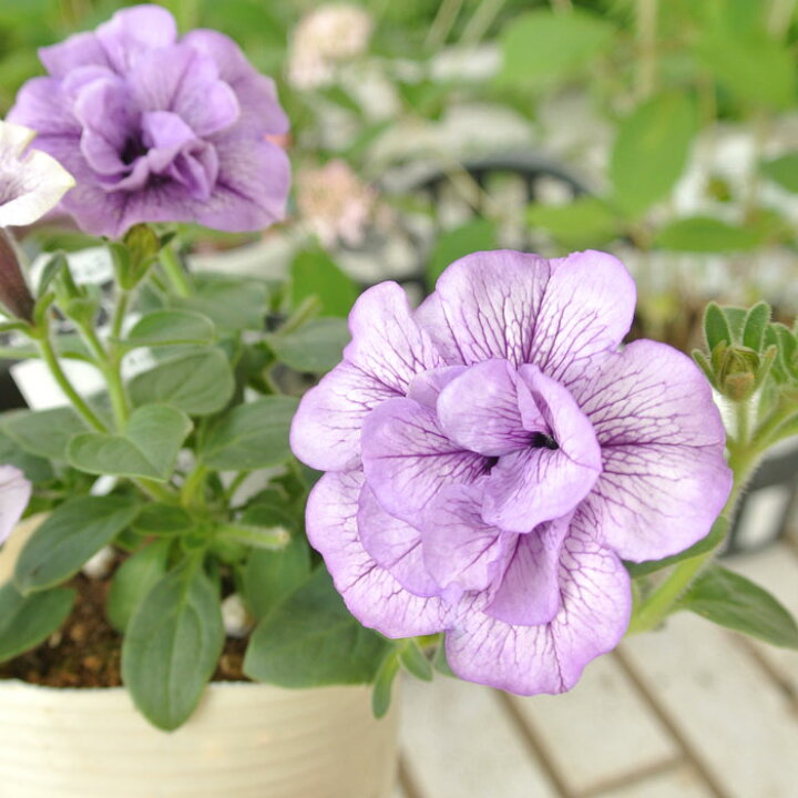 楽天市場 花苗 ペチュニア サマーパープル 1鉢 3 3 5号 お届け中 Petunia Summerpurple 花苗 夏 多年草 ガーデニング 22spr ハッピーガーデン