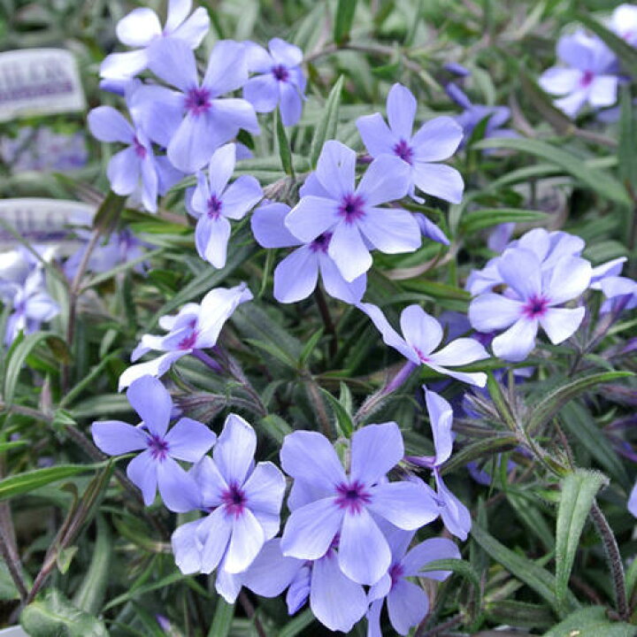 楽天市場 花苗 春 フロックス ムーディーブルー 3 3 5号 お届け中 春 花苗 宿根草 苗 青花 草丈低 イングリッシュガーデン ガーデニング 寄せ植え 鉢植え 庭植え ガーデニング 花壇 Phlox Moodybule 22spr ハッピーガーデン 楽天市場 花苗 春 フロックス ムーディーブルー 3 3 5号 お届け中 春 花苗 宿根草 苗 青花 草丈低 イングリッシュガーデン ガーデニング 寄せ植え 鉢植え 庭植え ガーデニング 花壇 Phlox Moodybule 22spr ハッピーガーデン