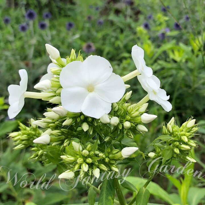 楽天市場 花苗 夏 宿根 フロックス ホワイトアドミラル1鉢 3 3 5号 通年販売 取置 Phlox White Admira クサキョウチクトウ 草夾竹桃 オイランソウ 花魁草 白花 宿根草 多年草 ガーデン ガーデニング ハッピーガーデン 楽天市場 花苗 夏 宿根 フロックス ホワイトアドミラル1鉢 3 3 5号 通年販売 取置 Phlox White Admira クサキョウチクトウ 草夾竹桃 オイランソウ 花魁草 白花 宿根草 多年草 ガーデン ガーデニング ハッピーガーデン