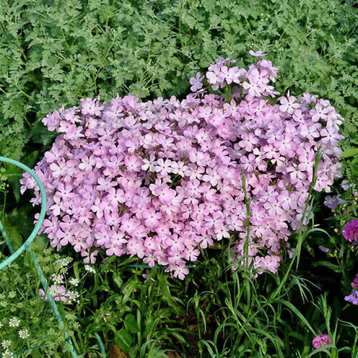 楽天市場 花苗 春 ツルハナシノブ フロックス カロリナピロサ 1鉢 3 3 5号 お届け中 Phlox Carorinapirosa 春苗 冬苗 秋苗 花苗 桃花 イングリッシュガーデン 苗物 宿根草 鉢植え 庭植え ガーデニング 花壇 22spr ハッピーガーデン