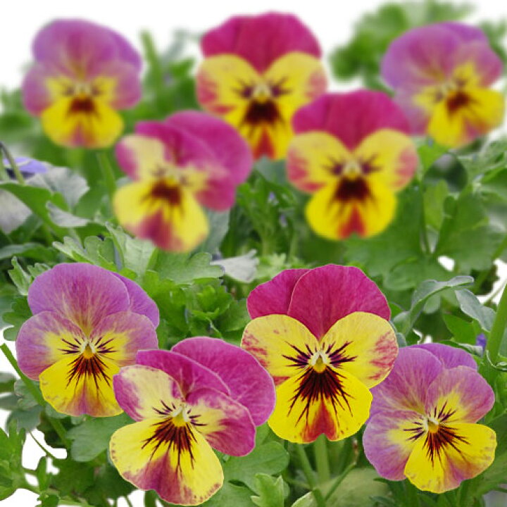 楽天市場 花苗 秋 冬 ビオラ ベルベソ パイナップルクラッシュ 2鉢セット 3 5号 お届け中 Viola 一年草 耐寒性一年草 鉢植え 地植え 花壇 庭植え 寄せ植え イングリッシュガーデン ガーデニング 花の苗 ヴィオラ パンジー スミレ お花 秋の花 22pan ハッピーガーデン