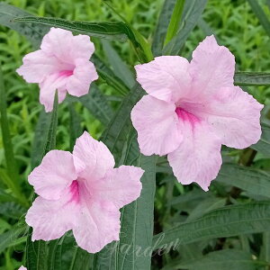 ԕc H GA 2ނI 1 3`3.5 yʔN̔ ͂zRuellia 'Purple shower''Pink shower'   N 䍂 CObVK[f A Ԓd A 񂹐A c K[f c
