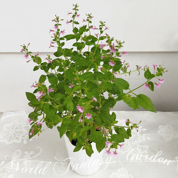 楽天市場 花苗 クフェア ピンクシマー 1鉢 2 5号ロング お届け中 Cupheapinkshimmer 桃花 小花 花の苗 夏の花 苗 多年草 寄せ植え 庭植え 花壇 ハッピーガーデン