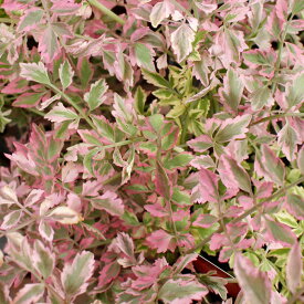 花苗 春苗 斑入りセリ ピンクバリエガーター フラミンゴ 1鉢 2.5～3.5号【お届け中】Oenanthe Pink Variegata 多年草 カラーリーフ セリ科 斑入り葉 草丈低い イングリッシュガーデン 日陰 シェイドガーデン 秋 冬 ハッピーガーデン