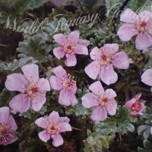 ԕc H N h  |eeB |[tBT 1 3.5O|bgy͂zPotentilla porphyrantha Ԓd A  CObVK[f c A A Hc Ԃ̕c nbs