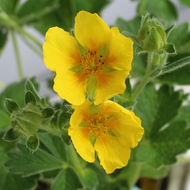 楽天市場 花苗 秋 ポテンティラ メガランタ 1鉢3 5号 お届け中 Potentilla Megalantha 秋苗 冬苗 春苗 宿根草 黄花 草丈低 イングリッシュガーデン 苗 鉢植え 庭植え ガーデニング 花壇 21aki ハッピーガーデン