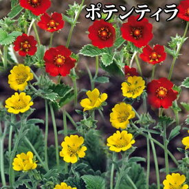 楽天市場 鉢植え 花 夏 ガーデニング 農業 花 ガーデン Diy の通販 楽天市場 鉢植え 花 夏 ガーデニング 農業 花 ガーデン Diy の通販