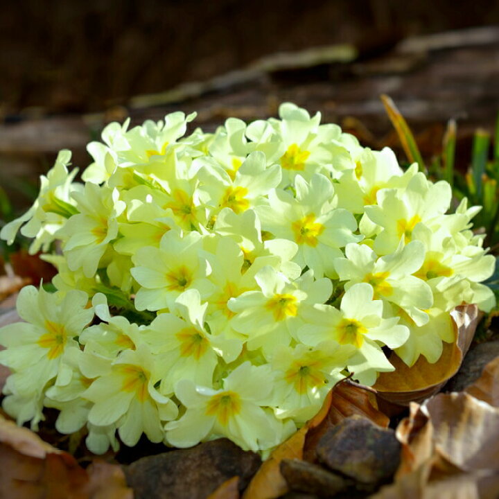 楽天市場 花苗 秋 宿根草 プリムラ ブルガリス 1鉢 3 3 5号 苗 お届け中 Primula Vulgaris 黄花 イングリッシュガーデン ガーデニング 庭植え 鉢植え 寄せ植え サクラソウ科 宿根草 耐寒性多年草 秋 21aki ハッピーガーデン