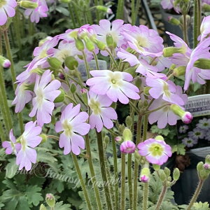 c ԕc _ 1 3`3.5y͂zPrimula filchnerae  ϊ 񂹐A Ei EiTN\E ~ t nbs[K[f 2025spr