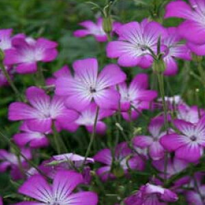 c ԕc AOXe} 4iZNg 1 3`3.5y͂zAgrostemma ϊ1N ~c Hc t   K[fjO CObVK[f Ԓd A 񂹐Ay2025AKIz nb