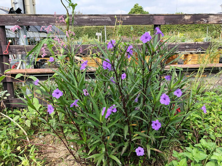楽天市場 花苗 ルエリア パープルシャワー 1鉢3 3 5号 通年販売 取置 Ruellia Brittoniaイングリッシュガーデン 苗 花苗 鉢植え 庭植え ガーデニング 花壇 宿根 多年草 イングリッシュガーデン 苗 花苗 鉢植え 庭植え ガーデニング 花壇 宿根 多年草 ハッピーガーデン