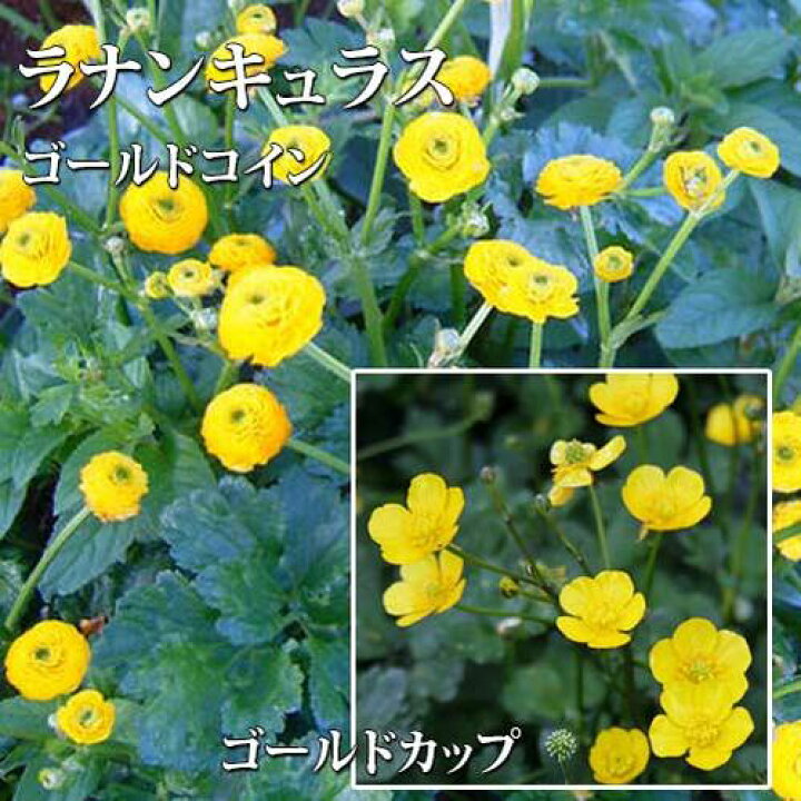 楽天市場 花苗 ラナンキュラス ゴールドコイン２種より選択 1鉢3 3 5号 お届け中 宿根草 這金鳳花 花苗 夏 イングリッシュガーデン グランドカバー 鉢植え 庭植え 花壇 ゴールドカップ Ranunculus Gold 21aki ハッピーガーデン