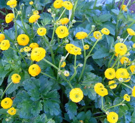花苗 秋 多年草 宿根草 花 ラナンキュラス ゴールドコイン 1鉢 3~3.5号【お届け中】Ranunculus Gold 這金鳳花 黄色 黄色い花 小花 八重咲き イングリッシュガーデン グランドカバー 鉢植え 庭植え 花壇 春 ハッピーガーデン 10下【2025AKi】
