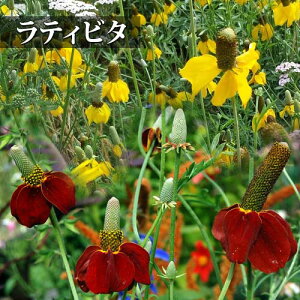 c eBr^ 2I CG[/bh~[bg 13.5  ԉ Ratibida Red Midget ԕc 񂹐A K[fjO A c