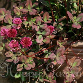 花苗 トリフォニウム レペンスウィリアム 1鉢 3～3.5号【お届け中】トリフォリウム Trifolium repens 宿根草 常緑多年草 グランドカバー ガーデン カラーリーフ 鉢植え 庭植え ハッピーガーデン 2023AKI