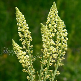 花苗 春苗 レセダ 選べる2種 1鉢 3～3.5号【お届け中】Reseda yellow white イエロー ホワイト 耐寒性 多年草 花苗 花期長い 草丈中 花穂 庭植え 花壇 鉢植え 寄せ植え ハッピーガーデン 2024SPR