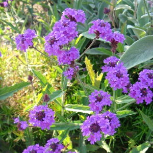 ԕc H N h  o[xi M_ xm[T 1 3`3.5y10{?͂ Hcs\zVerbena rigida venosa  CObVK[f OhJo[ A Ԓd A Ԃ̕c 