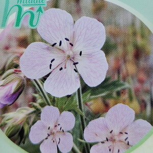 _}}2{^ԕc  QjE veZ [YNC[ 1 3.5O|bg ԏIł͂y͂zGeranium pratense Rose Queen h N QjE K[f K[fjO 