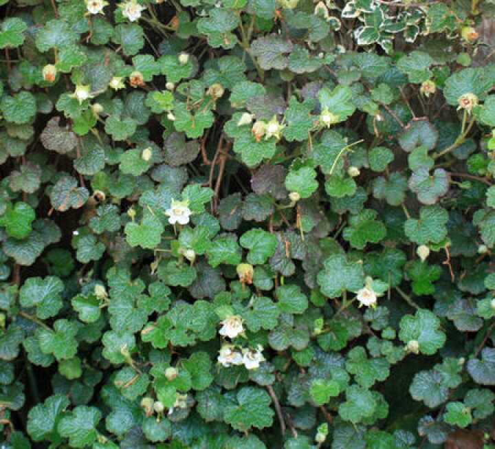 楽天市場】花苗 夏 ルブス カリシノイデス 1鉢3〜3.5号【お届け中】Rubus calycinoides 常緑つる性低木 ルブス カラーリーフ 苗 鉢植え 庭植え ガーデニング 花壇 寄せ植え夏苗 秋苗イングッシュガーデン【fman10】 : ハッピーガーデン 楽天市場】花苗 夏 ルブス カリシノイデス 1鉢3〜3.5号【お届け中】Rubus calycinoides 常緑つる性低木 ルブス カラーリーフ 苗 鉢植え 庭植え ガーデニング 花壇 寄せ植え夏苗 秋苗イングッシュガーデン【fman10】 : ハッピーガーデン