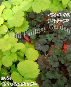 ԕc H N h  uX TVCXv_[ 1 3`3.5y͂zRubus Sunshine Spreader t Ύ J[[t CObVK[f c  񂹐A A A