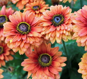 花苗 秋 多年草 宿根草 花 苗 ルドベキア サハラ 1鉢 アンティークオレンジ色 3〜3.5号【お届け中】udbeckia sahara 八重咲き 秋苗 冬苗 開花初夏 草丈中 イングリッシュガーデン 花の苗 鉢植え 庭