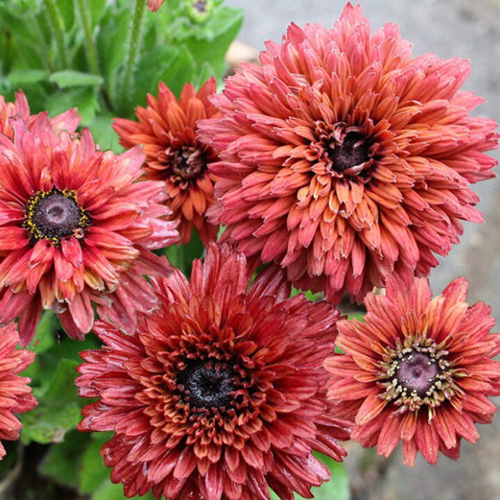 楽天市場 花苗 春 ルドベキア ルビー ルビー 1鉢3 3 5号 お届け中 花苗 冬 秋 苗 宿根草 ガーデニング 苗 花の苗 草花 ボンボン咲き 草丈中 イングリッシュガーデン 鉢植え 庭植え 花壇 Rudbeckia 0430 ハッピーガーデン