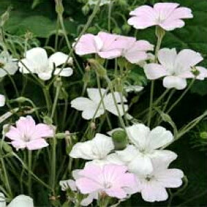 c ԕc AOXe} 4iZNg 1 3`3.5y͂zAgrostemma ϊ1N ~c Hc t   K[fjO CObVK[f Ԓd A 񂹐Ay2025AKIz nb