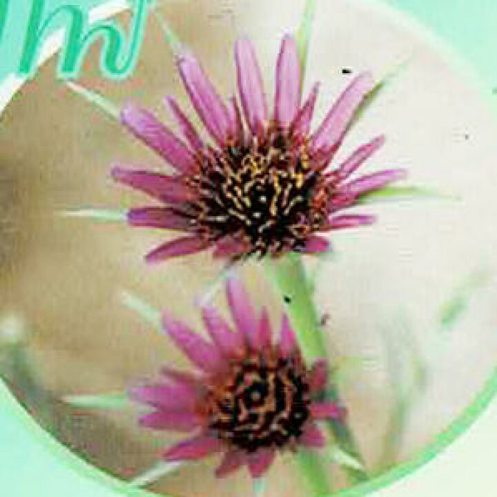 楽天市場 花苗 春 セイヨウゴボウ サルシフィ ホワイト 1鉢3 3 5号 お届け中 Salsifie White 西洋ゴボウ ごぼう キク科 多年草 宿根草 ガーデニング 紫花 22spr ハッピーガーデン