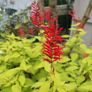 ԕc H TrA GKX S[ffVX 1 3`3.5y͂zSalvia elegans Golden Delicious pCibvZ[W c ϊ N Ԃ̕c  ~ t J[[t ԉ COb