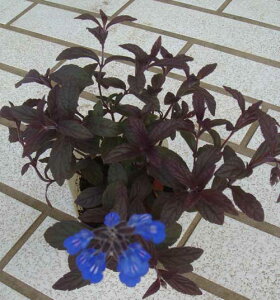 ԕc H N h  TrA RX~bNu[ 13`3.5y10{`͂ Hcs\zSalvia sinaloensis ViAZ[W oCJ[TrA ϊN ~G΁`t 