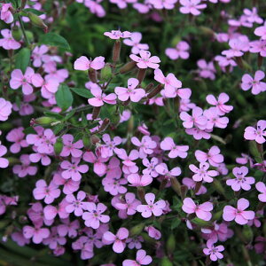 ԕc H N h  T|iA ILCfXEXm[`bv c Iׂ2 1 3.5  ԁy͂zSaponaria ocymoides  CObVK[f c A A OhJo