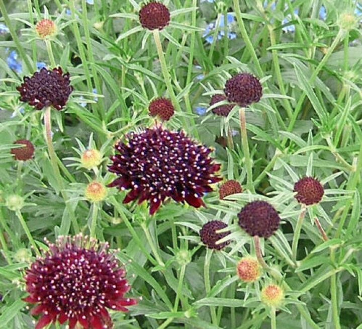 楽天市場 スカビオサ チリブラック 3号 Scabiosa Chile Black 黒花 草丈中 ハッピーガーデン