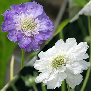 ԕc XJrIT R[JVJ Rvg p[tFN^  or zCgNC[  2`I 1 3.5 Ny͂zScabiosa caucasica White Queen Kompliment perfecta  }cV\E 