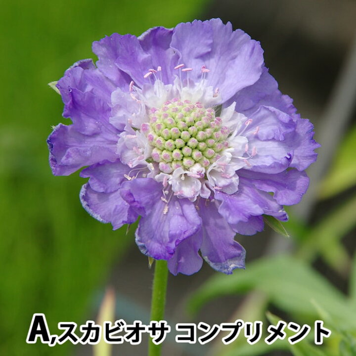 楽天市場 花苗 スカビオサ 2種より選択 1鉢3 5号 お届け中 Scabiosa Caucasica White Queen Kompliment ホワイトクイーン コンプリメント 花苗 宿根草 苗 耐寒性 白花 青花 ハッピーガーデン