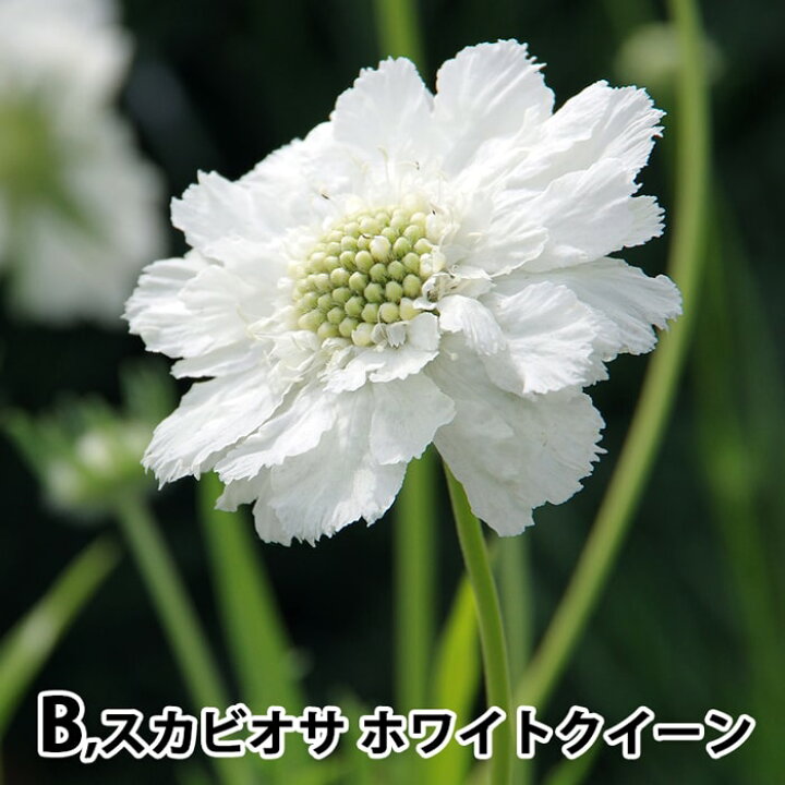楽天市場 花苗 スカビオサ 2種より選択 1鉢3 5号 お届け中 Scabiosa Caucasica White Queen Kompliment ホワイトクイーン コンプリメント 花苗 宿根草 苗 耐寒性 白花 青花 ハッピーガーデン
