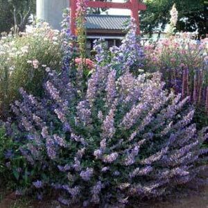 _v|Cg4{ 12/8`11^ ԕc Lbg~g 5I 1 3.5 󋵂ɂĐ؂߂Ă͂y͂zNepeta faassenii ly^ c h CObVK[f Ԓd sNL