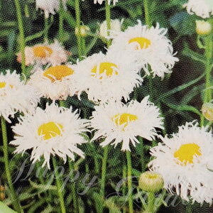 c ԕc HVX^[fCW[ Xm[htg 1 3.5O|bg ԏIł͂y͂zLeucanthemum superbum Snow Drift h ϊN ~Gt  Ԓd A A K[