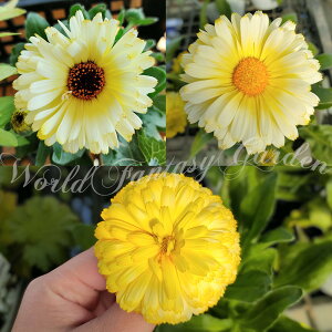 ԕc JW Xm[vZX d`d炫 F 1 3.5y͂zCalendula officinalis Jf LZJ  t c ϊ N A A 񂹐A K[fjO 