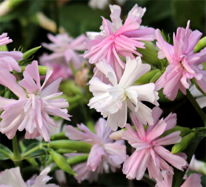 楽天市場 花苗 サポナリア 八重咲き ソープワート ピンク 1鉢3 5号 お届け中 Saponaria 多年草 苗 耐寒性 花の苗 桃花 イングリッシュガーデン 鉢植え 庭植え ガーデニング 花壇 22aki ハッピーガーデン