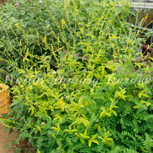 多年草 鉢植えの人気商品 通販 価格比較 価格 Com 多年草 鉢植えの人気商品 通販 価格比較 価格 Com