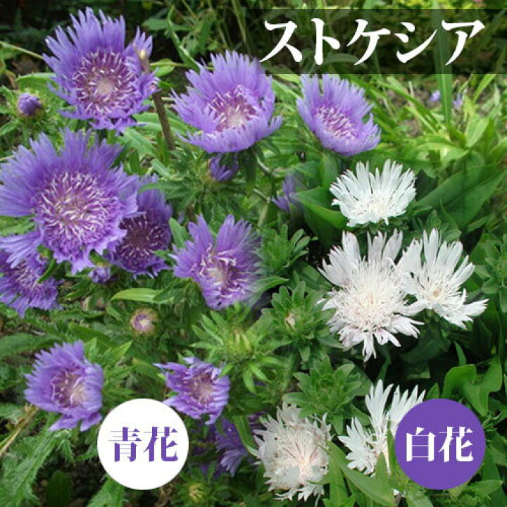 楽天市場 花苗 ストケシア 2種より選択 1鉢 2 5 3号 お届け中 Stokesia Laevis 草丈が低中 白花 青花 花苗 苗 季節の花苗 夏苗 宿根草 秋苗 冬苗 春苗 夏 苗もの ガーデニング イングリッシュガーデン 寄せ植え 21aki ハッピーガーデン