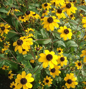 ԕc H N h  hxLA ^JI 1 3`3.5y10{?͂ Hcs\z Rudbeckia triloba Takao 䍂  c A A Ԓd K[f K[fjO Ԓd Hc ~c 