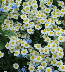 ԕc H N h  ^iZc WbN|bg 1 3~3.5y10{`͂ Hcs\zTanacetum Jackpot c  e ^iZ^ CObVK[f 񂹐A K[fjO 