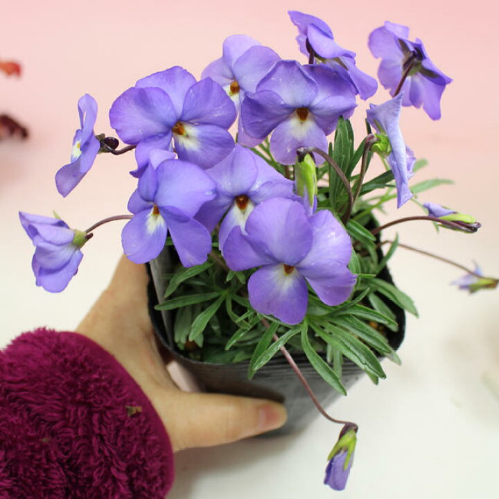 楽天市場 トリアシ スミレ一色咲き 3 5号1鉢 Viola Pedata 花なし お届け中 開花は春 宿根草 多年草 苗 ビオラ 鳥足すみれ ハッピーガーデン