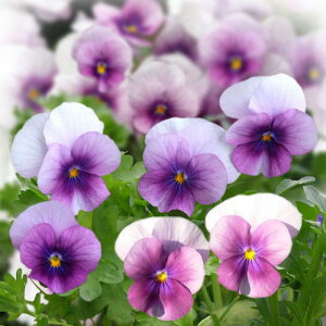 ԕc t rI \x I[Lbh[Yr[R 3.5 2Zbgy͂zԕc t ~ N viola CObVK[f  c 񂹐A K[fjO A A Ԓd nbs[K[