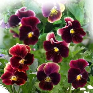 ԕc t rI ݂ 3.5 2Zbgy͂zviola N CObVK[f 񂹐A K[fjO A A Ԓd @ nbs[K[fy2025Vz1230v