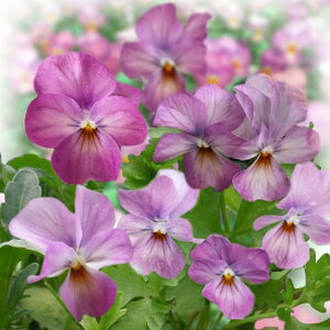 ԕc t rI rr sNAeB[N 3.5 2Zbgy͂zviola t N CObVK[f 񂹐A K[fjO A A Ԓd@nbs[K[fy2025Vz1230v