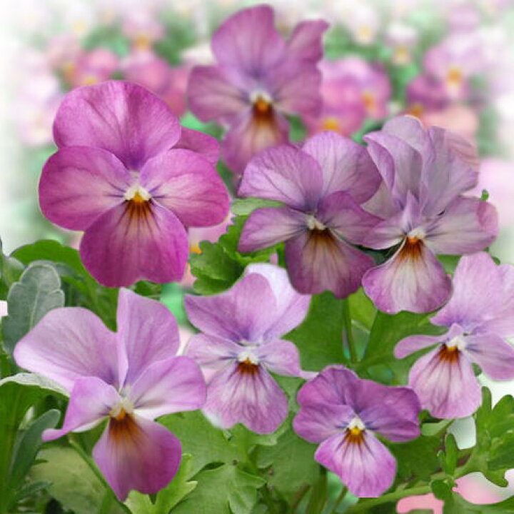 楽天市場 花苗 秋 ビオラ ビビ ピンクアンティーク 3 5号 2鉢セット お届け中 Viola 秋苗 一年草 イングリッシュガーデン 寄せ植え ガーデニング 鉢植え 庭植え 花壇 22pan ハッピーガーデン